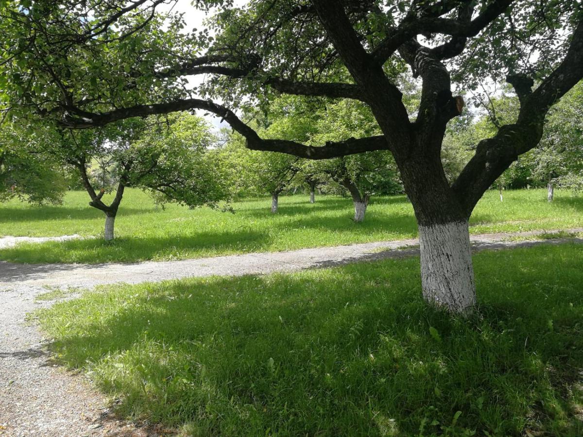 Pensiunea Mir Μπραν Εξωτερικό φωτογραφία